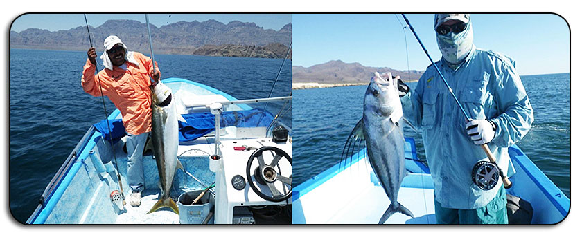 Offshore and Baja Species Slide 3