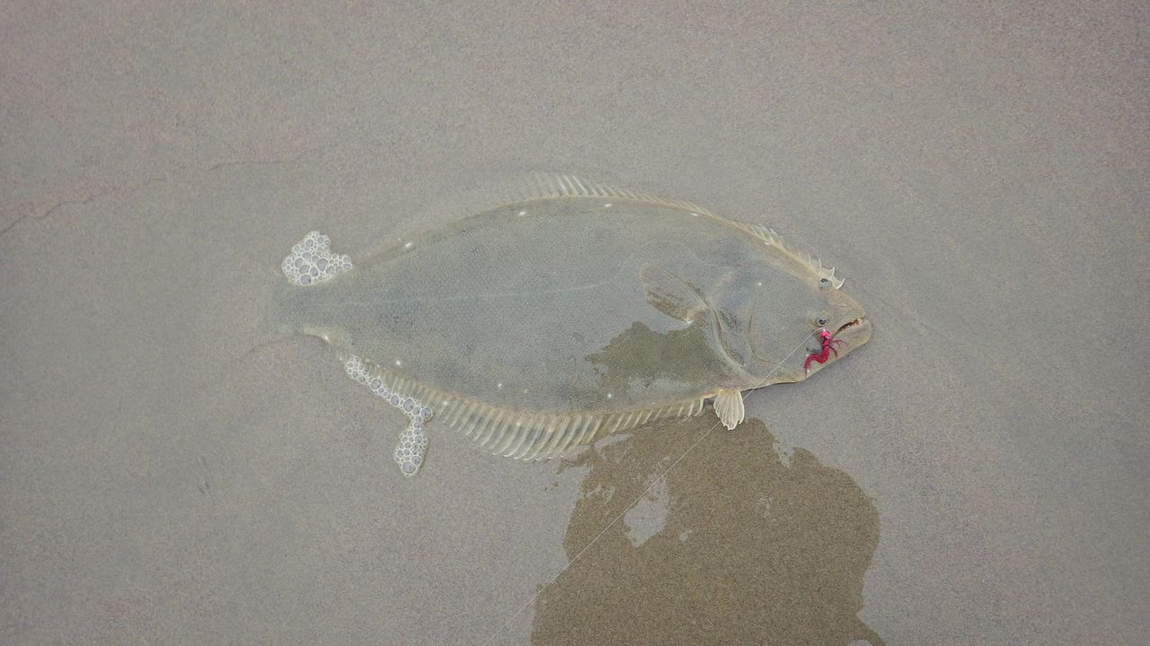 Fly Fish The Surf Halibut on the fly on a red checkerboard